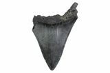 Partial Megalodon Tooth - South Carolina #359117-1